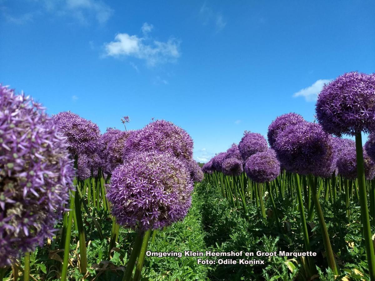 Klein Heemshof - Noord Holland Aan Uw Voeten Warmenhuizen Extérieur photo